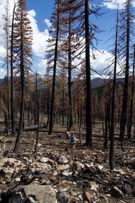 The [River Complex fire](https://web.archive.org/web/20211017202431/https://inciweb.nwcg.gov/incident/7760/) in 2021 was initiated by lightning storms (the same ones that drove us out of two different Sierra-Wilderness areas that year) and resulted in 200,000 burned acres. While we only saw a small portion of the burn area, 100% mortality for acres at a time was not uncommon. If you look closely this soil was severely burned, losing much of the protective organic surface mat, wind/water erosion likely exposed many subsurface rocks, with some evidence of soil hydrophobicity. Another trail we walked along was also the successful southern fire line, resulting in a stark juxtaposition of overstocked green conifers to one side of the trail and tall black dead sticks with a few orange needles remaining on the other side.  Southeast of Landers Lake, Shasta-Trinity National Forest 2022.